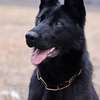 CHIENS DE TRAVAIL – MALINOIS & BERGER ALLEMAND thumb 0