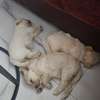 À VENDRE – PETIT BICHON MALTAIS FEMELLE thumb 3