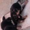 Chiots a vendre thumb 4