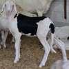Agnelle ladoum de 2 mois  (mouton-femelle-brebis) thumb 0