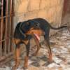 Couple doberman thumb 5