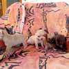 Chihuahua thumb 1