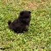 Pomeranien thumb 2