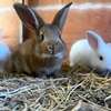 Couple lapin ( lapereaux) géant disponible thumb 1