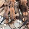 Chiot Rhodesian Ridgeback X malinois thumb 8