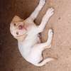 Labrador blanc chiot doux et joueur pour famille thumb 2