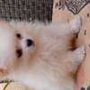 Pomeranien thumb 9