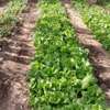 Notto agro-fournisseur thumb 1