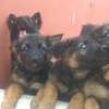 Chiots berger allemand pure race thumb 2