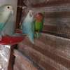 Perroquets jeunes adultes bleu vert rose sociables thumb 1
