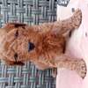 Caniche thumb 5
