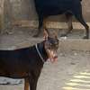 Chiots doberman thumb 1