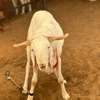 Mouton de tabaski de qualite thumb 3