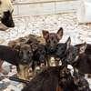 Chiot berger allemand thumb 2