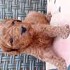 Caniche thumb 4