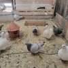 Pigeons de race thumb 0