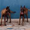 Couple Berger Malinois thumb 0