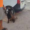 Chiots malinois pure race thumb 2