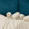 Bichon maltais thumb 2