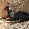 Chiot femelle Doberman noir et feu thumb 2