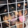 Vente chiot Rottweiler lignée Timi thumb 4