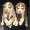Husky chiot aux yeux bleus pur sang thumb 3