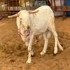 Mouton de tabaski de qualite thumb 6