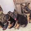 Chiots bergers allemands à vendre thumb 1