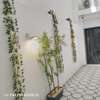 Grand appartement meublé à louer en ré de jardin thumb 8