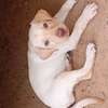 Labrador blanc chiot doux et joueur pour famille thumb 3