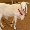 Mouton de tabaski de qualite thumb 10