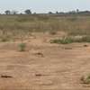 Terrains 225m2 à vendre à Thiès Pallo thumb 4