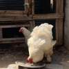 COQS ET POULES DE RACE (Bramane, Hermine) thumb 2