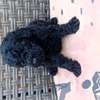 Caniche thumb 10