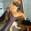 Chiot Boerboel thumb 1
