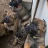 Berger malinois thumb 0