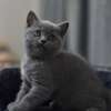 Chaton Scottish british thumb 0