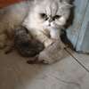 CHATONS PERSANS CHINCHILLAS PURS thumb 8