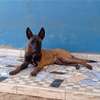 Couple Berger Malinois thumb 3
