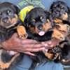 Chiots Rottweiler thumb 0