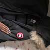Canada goose thumb 3