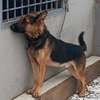 Chiot berger allemand pur sang thumb 2