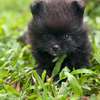 Pomeranien thumb 0