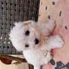 Bichon maltes thumb 1