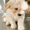 bichon maltais croisé havanais thumb 2