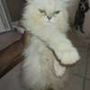 CHATONS PERSANS CHINCHILLAS PURS thumb 2