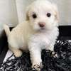 Bichon maltais thumb 2