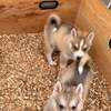 Husky de Siberie thumb 6