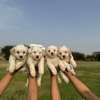 Bichon maltais thumb 0