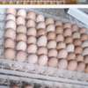 Poussins et œufs fertiles poulet goliath thumb 4